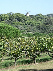 Thumbnail of porquerolles28septembre14h21.jpg