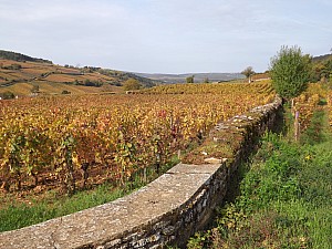 Thumbnail of pommard21octobre10h32.JPG