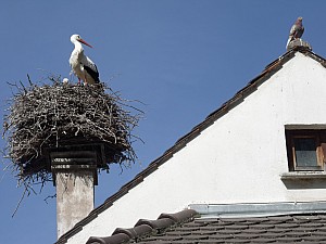 Thumbnail of strasbourg1avril12h07.JPG