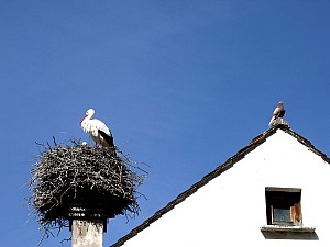 Thumbnail of strasbourg1avril12h08.JPG