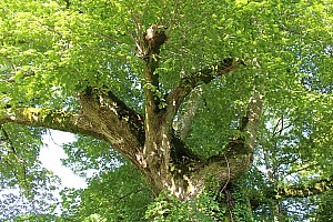 Thumbnail of combrailles27juin8h32.JPG