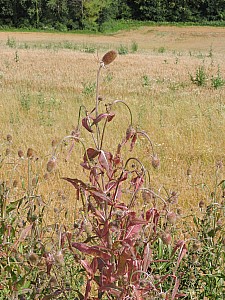 Thumbnail of courville1aout16h17.jpg