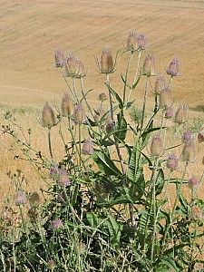 Thumbnail of courville1aout16h23.jpg