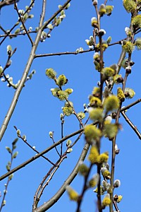 Thumbnail of fismes12mars13h03.JPG