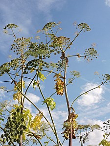 Thumbnail of fismes1aout17h27.jpg