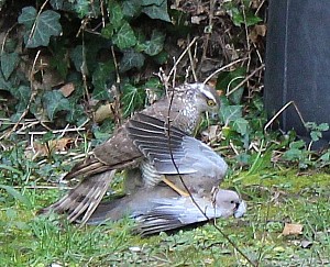 Thumbnail of fismes24fevrier16h06.jpg