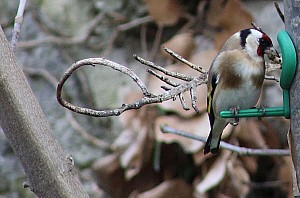 Thumbnail of fismes4mars14h08.jpg