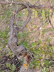 Thumbnail of maillychampagne27fevrier16h51.jpg