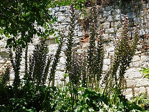 Thumbnail of Penne_d_Agenais_01_juin.jpg