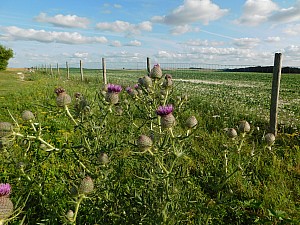Thumbnail of la_boisselle_002.JPG