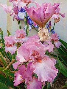 Thumbnail of ventelay_001.JPG