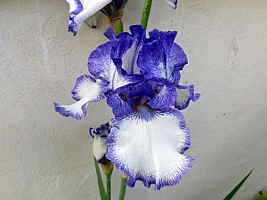 Thumbnail of ventelay_002.JPG