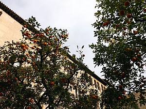 DSCF6295.jpg