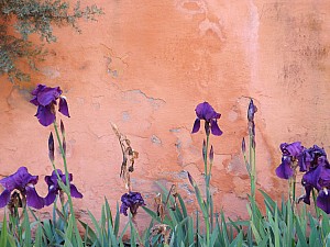 DSCF6420.jpg